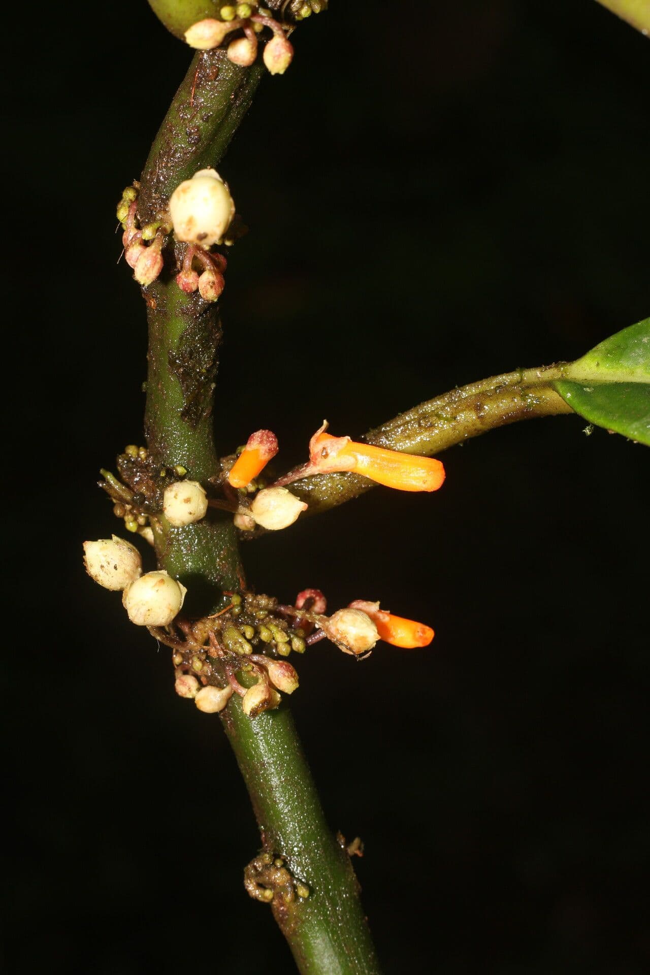 Besleria notable 4