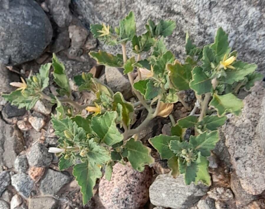 Mentzelia 6