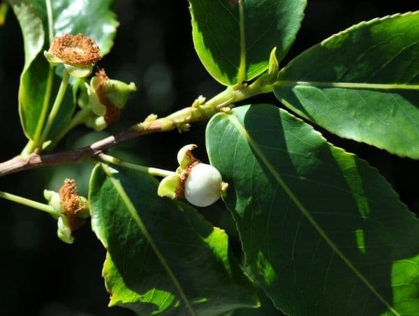 Aphloia theiformis