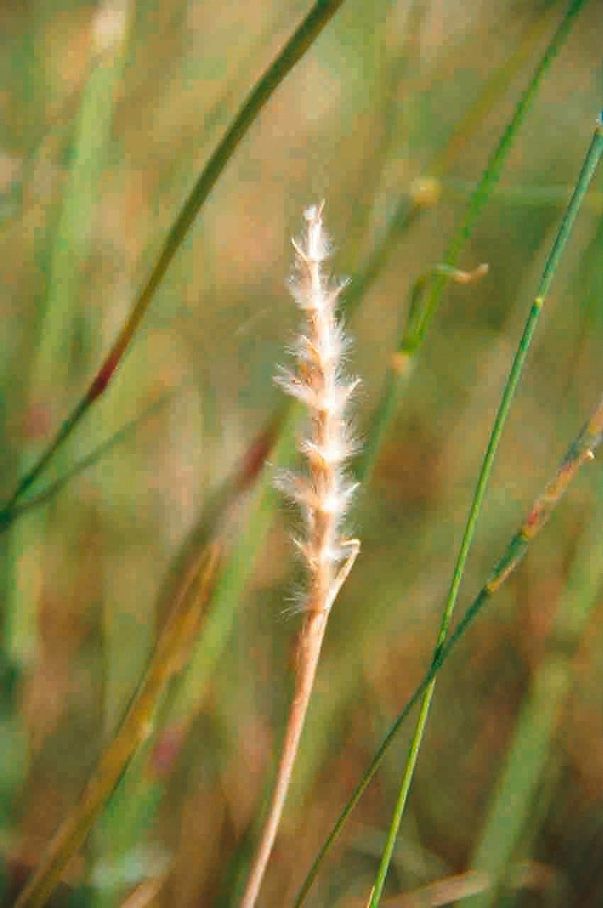 Lasiurus