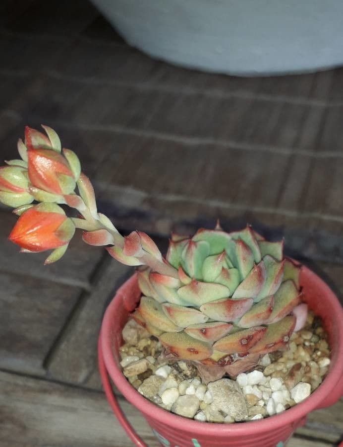 Echeveria