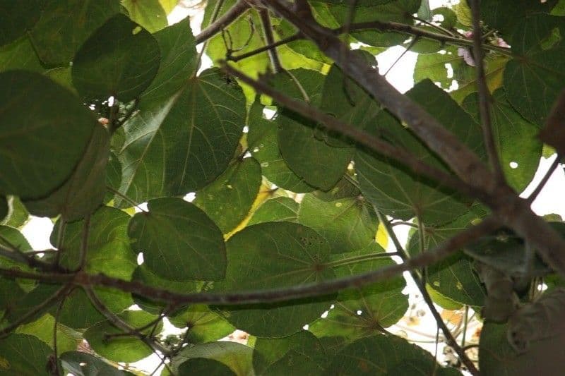 Feigenblättrige Dombeya 14