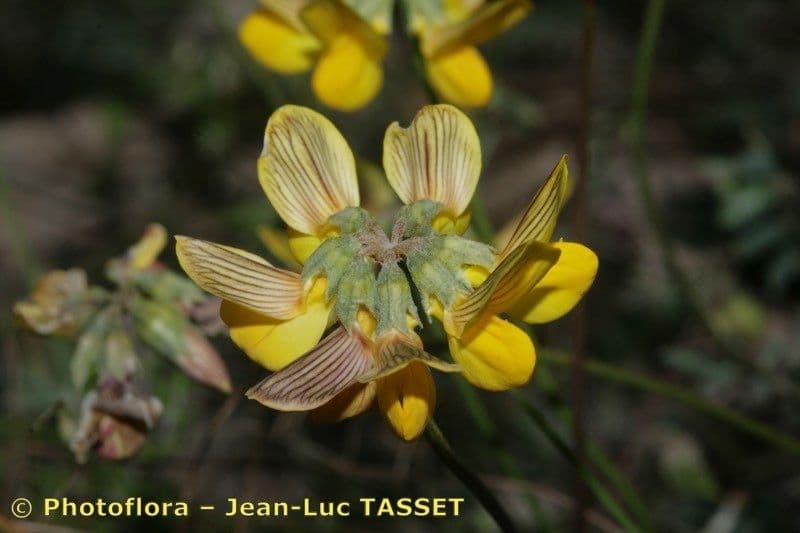 Hippocrepis 5