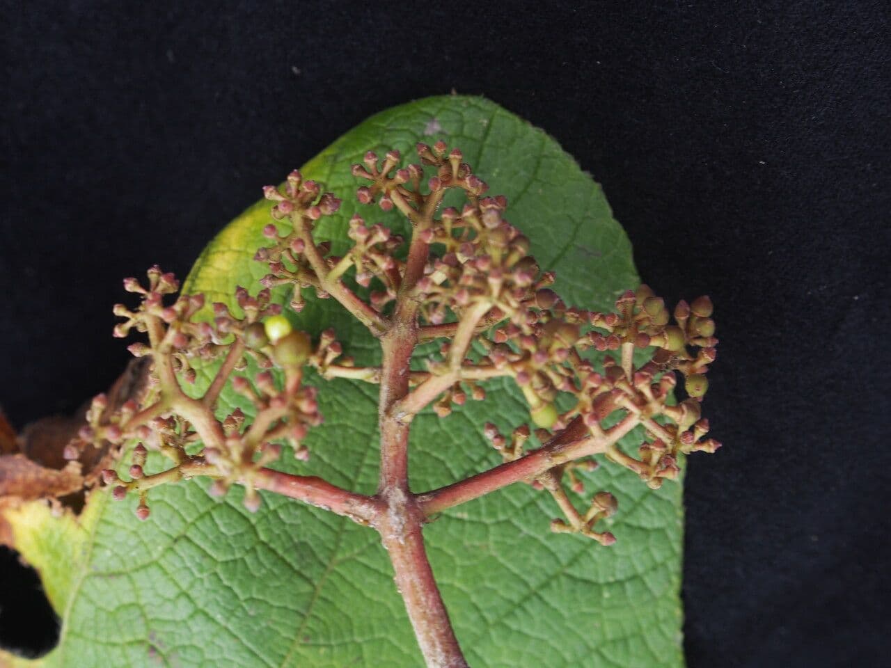 Ampelocissus 3