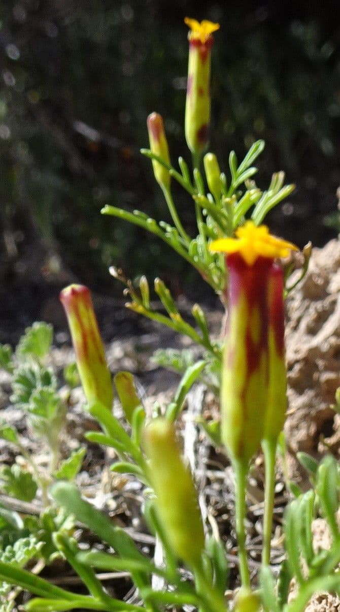 Cempasúchil multiflora 4