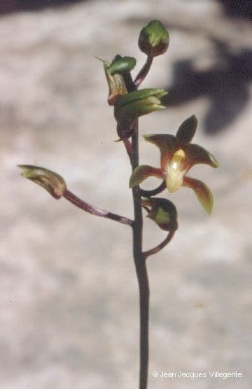 Orchidea 4
