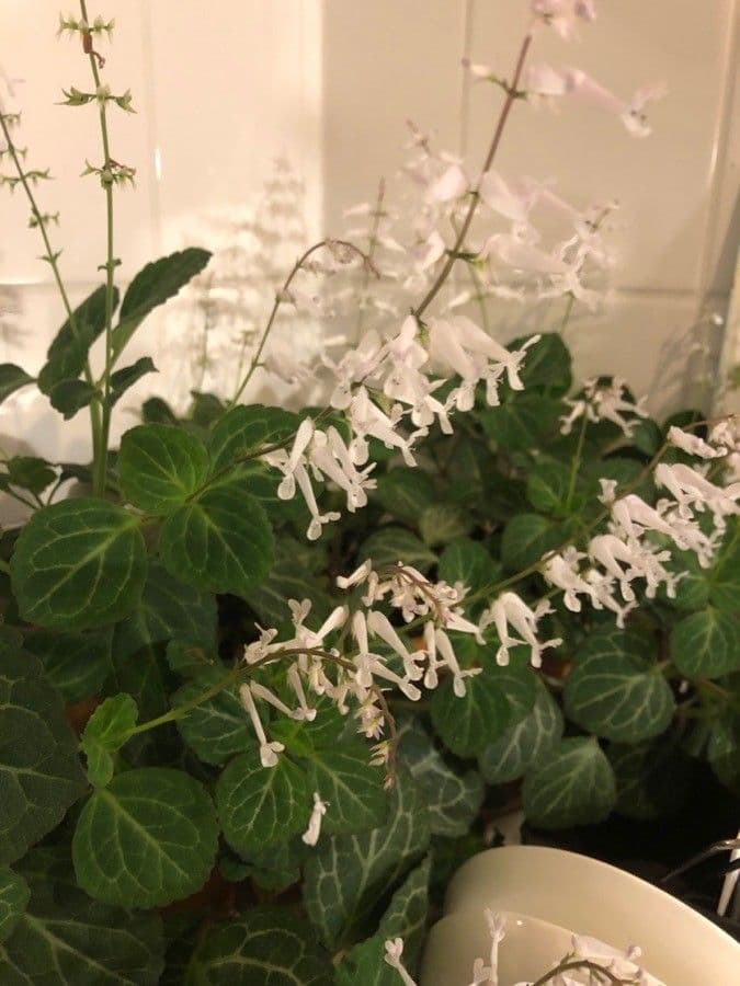 Plectranthus 8
