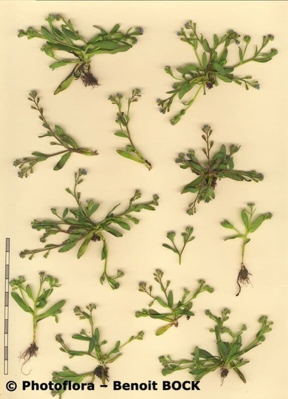 Miosotide siciliana 20