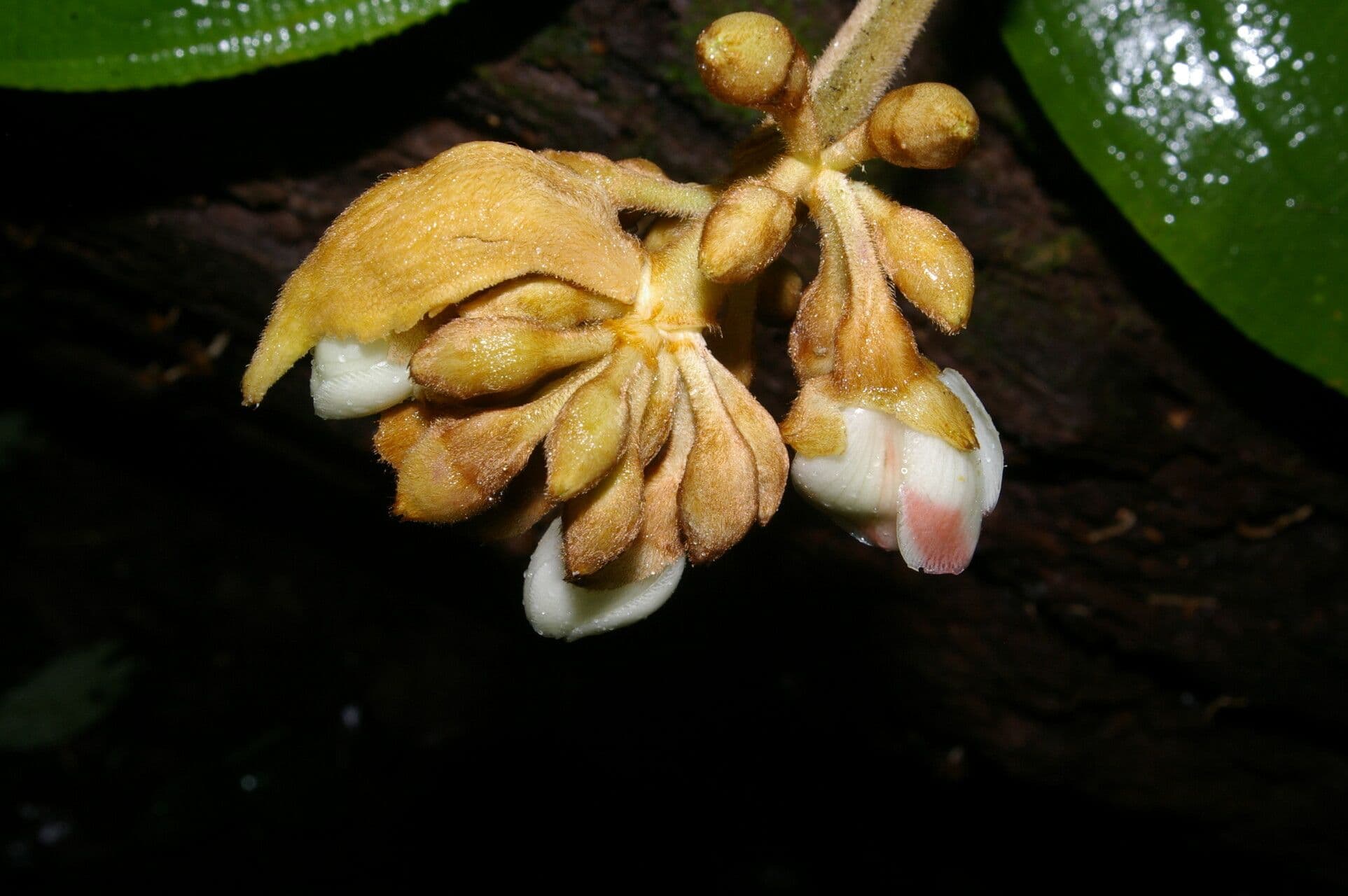 Meriania 5