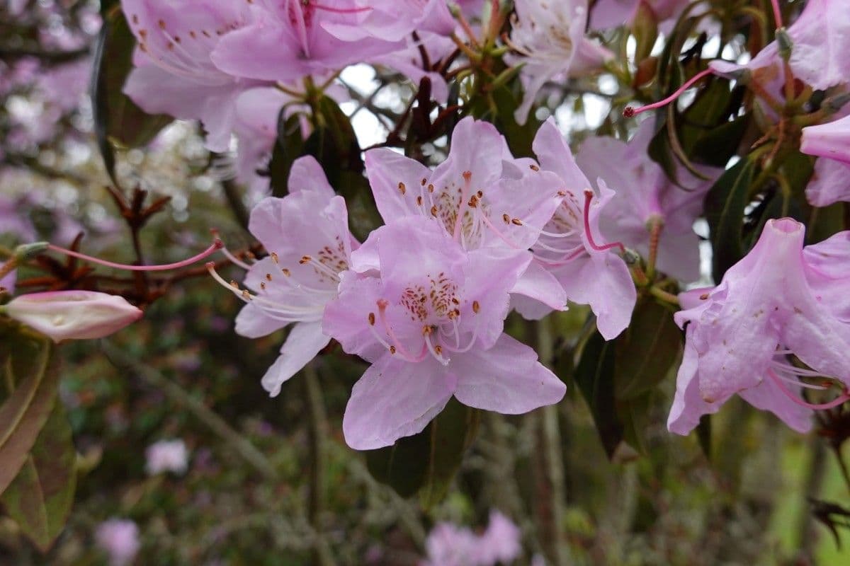 Rododendro 4
