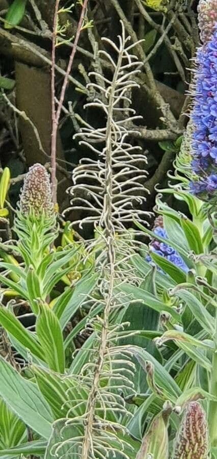 Echium di Madeira