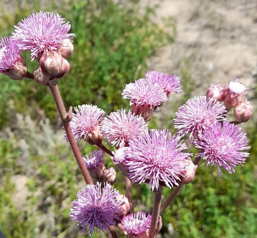 Campuloclinium macrocephalum 3