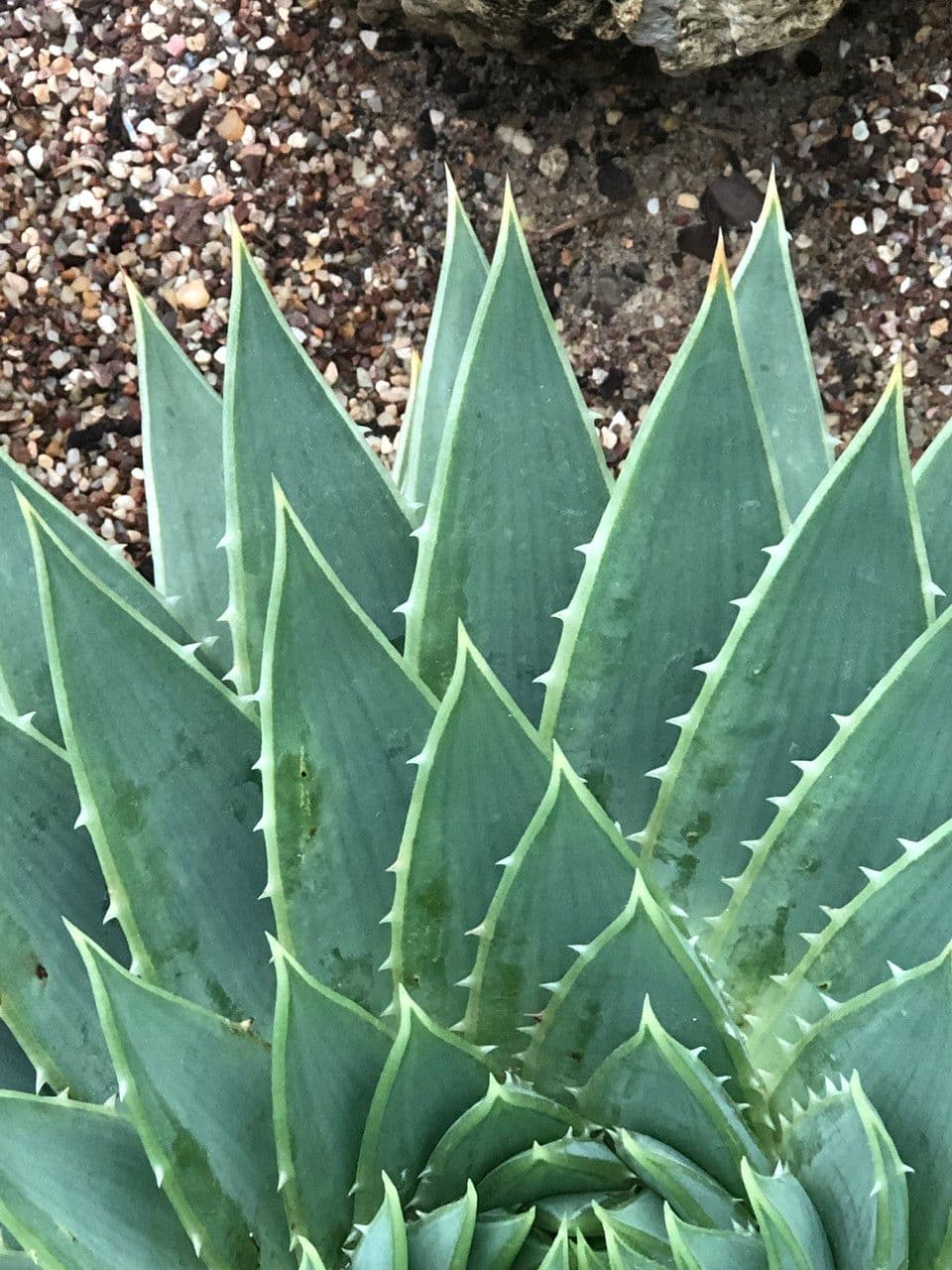 Aloe a spirale 8