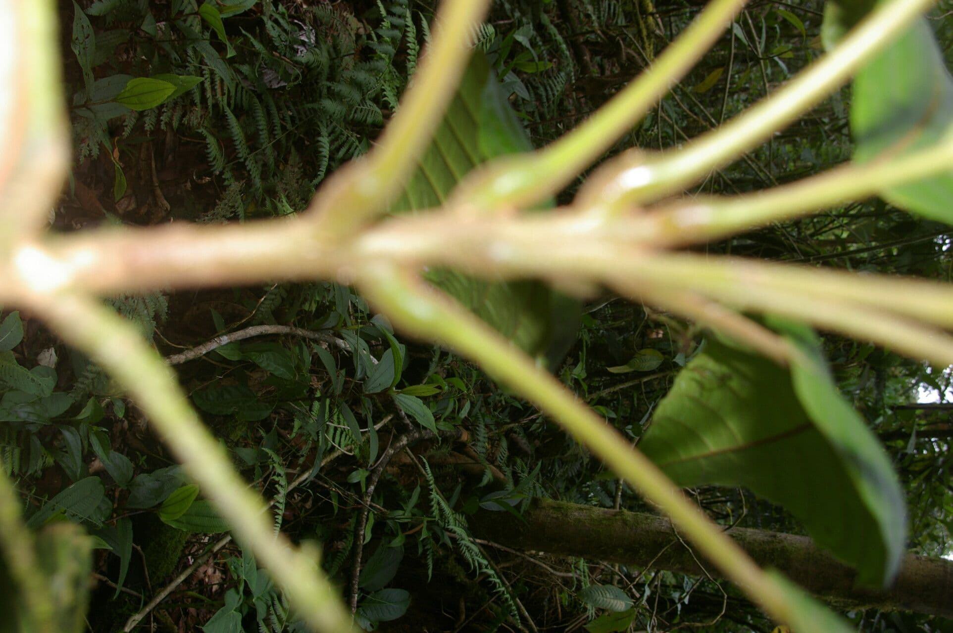 Meliosma 8