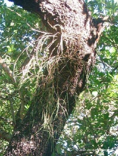Native dendrobium 8