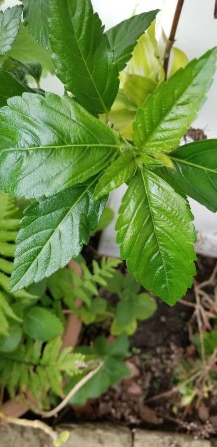 Turnère à feuilles d'orme 5