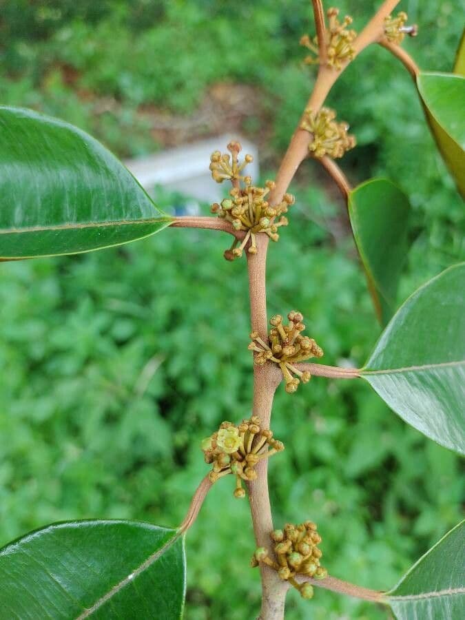 Chrysophyllum mexické 4