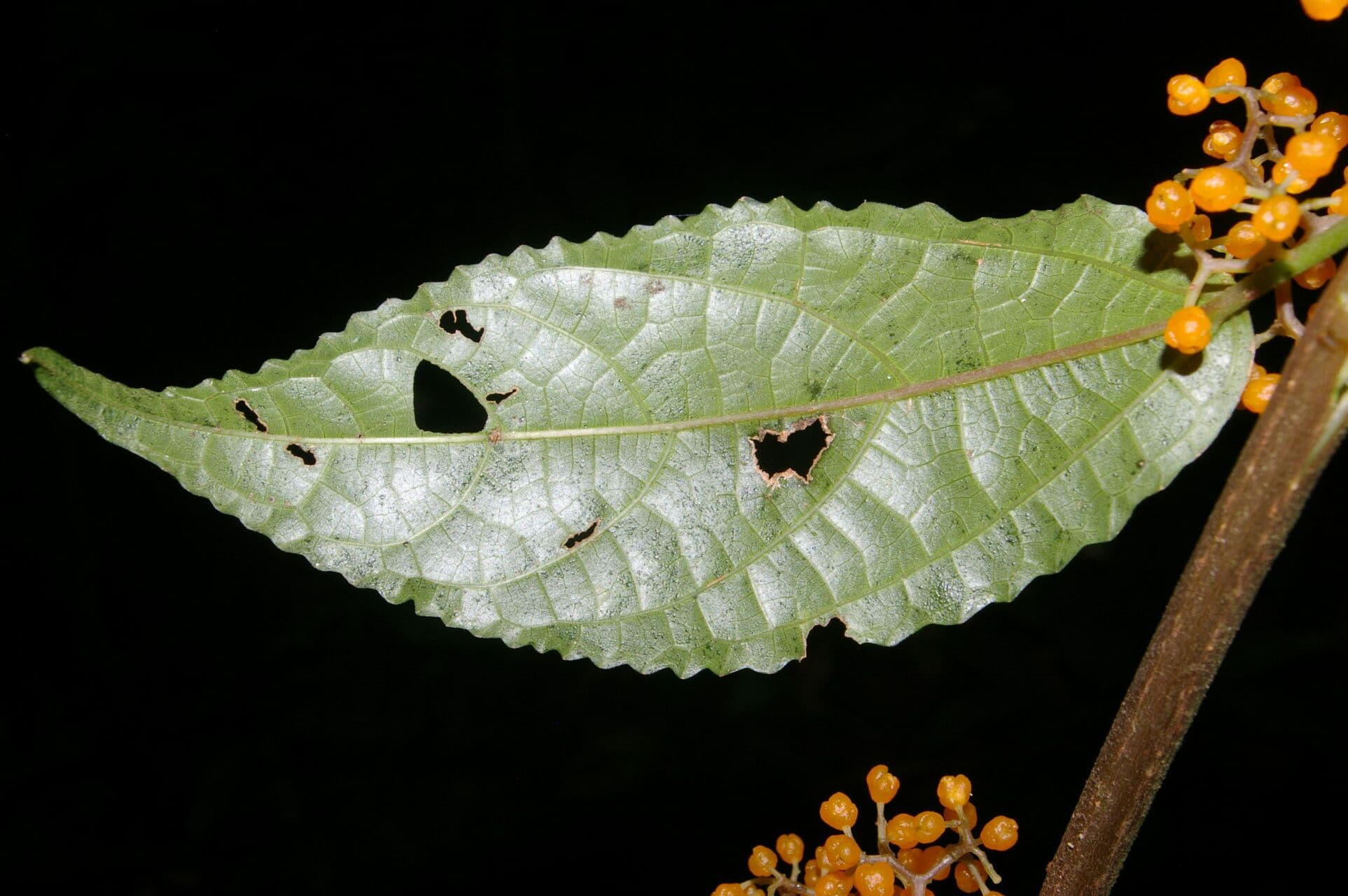 Urera lianiforme 8