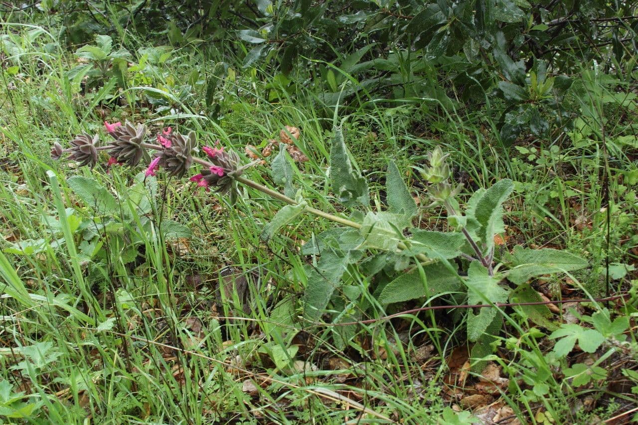 Salvia spathacea 10