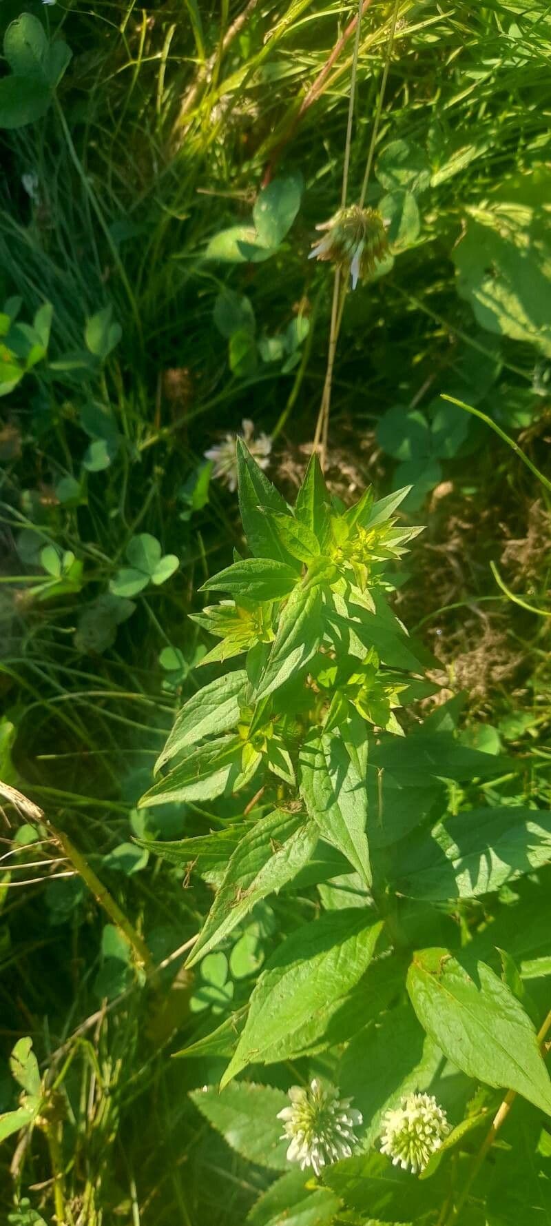 Przytulia rubioides 11