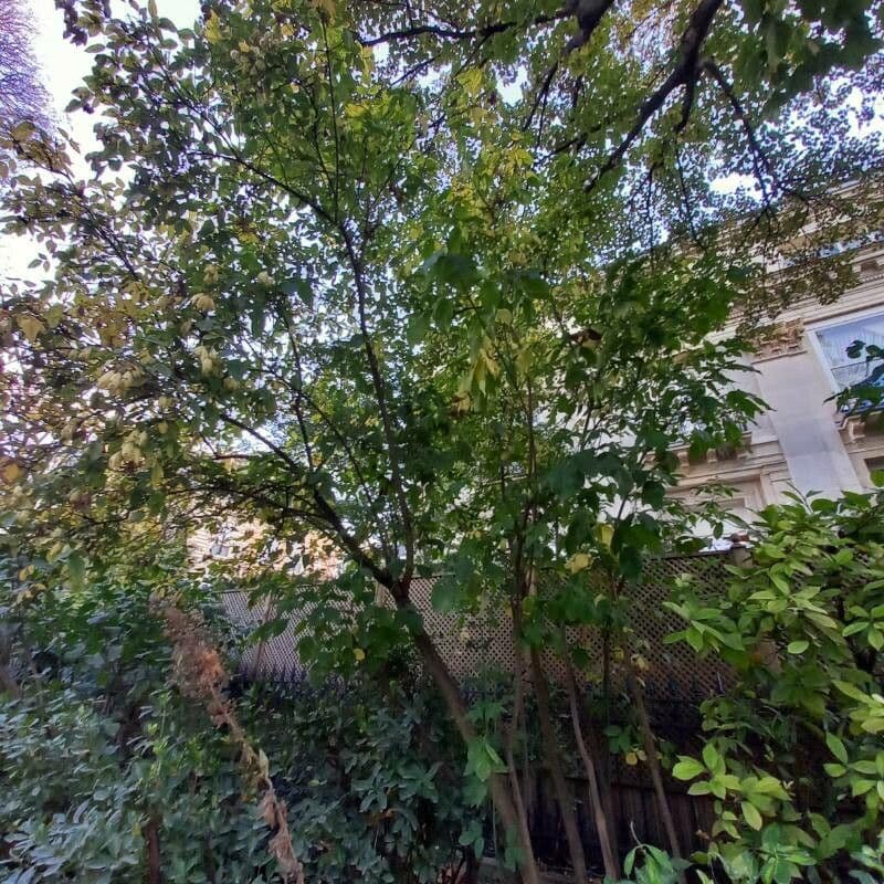 Staphylea pinnata 14