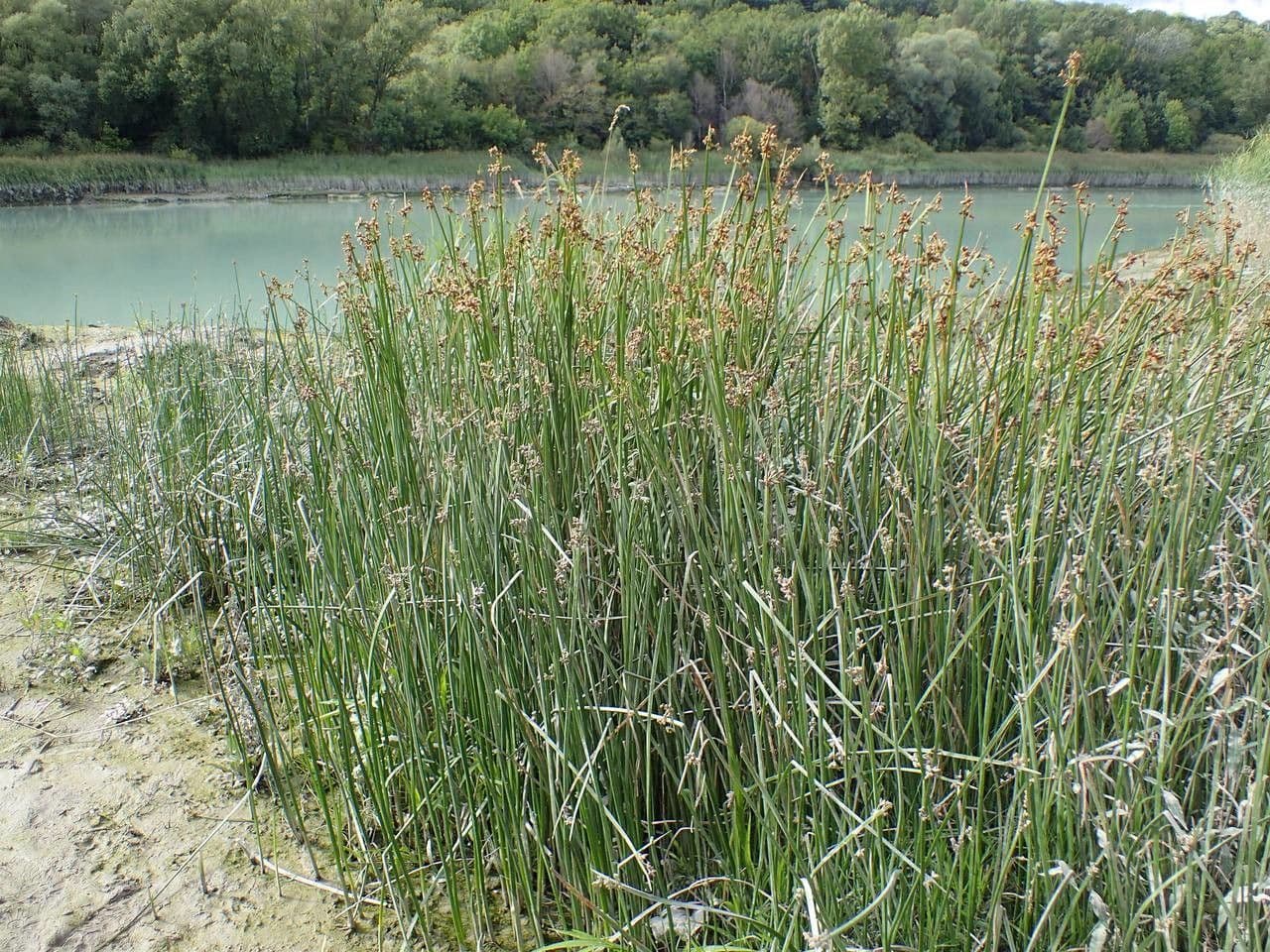 Schoenoplectus triqueter 13