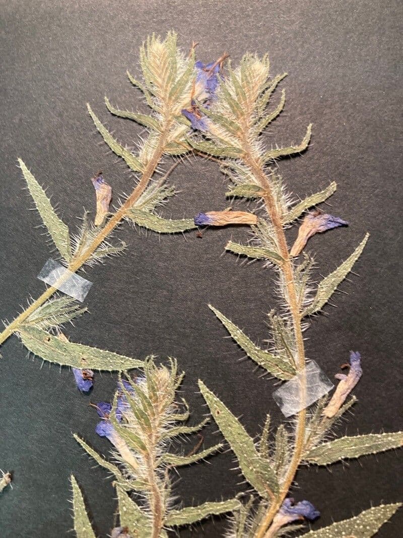 Echium humile