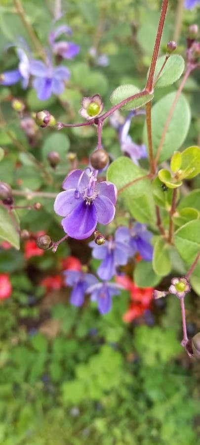 Lantana 23