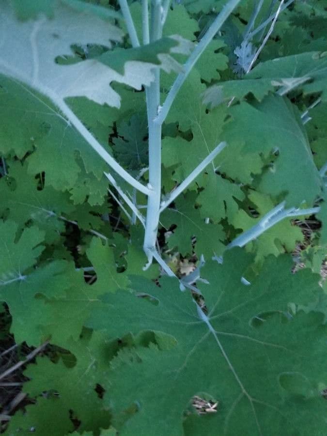 Macleaya 22