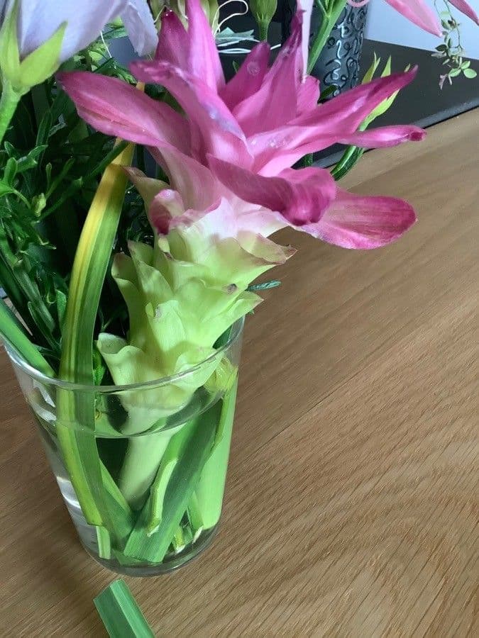 Curcuma aromatica 4