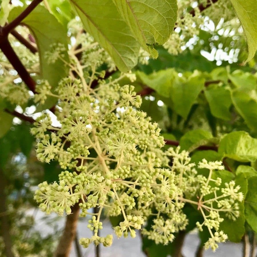 Arálieдовать 9