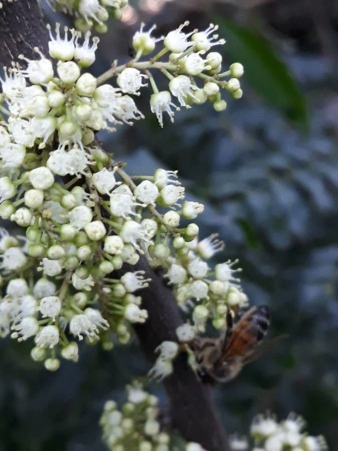 Lepidocupania 6