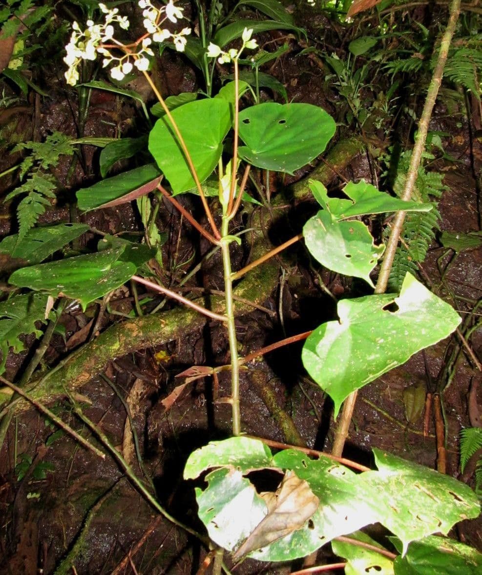 Begonia 10