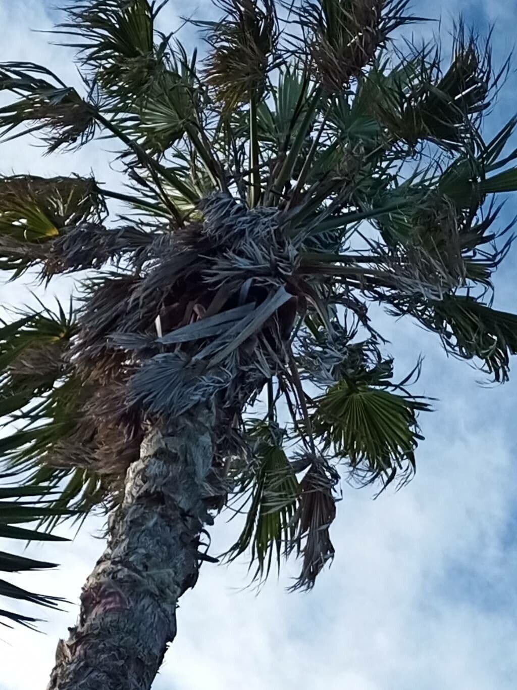 Palma 19