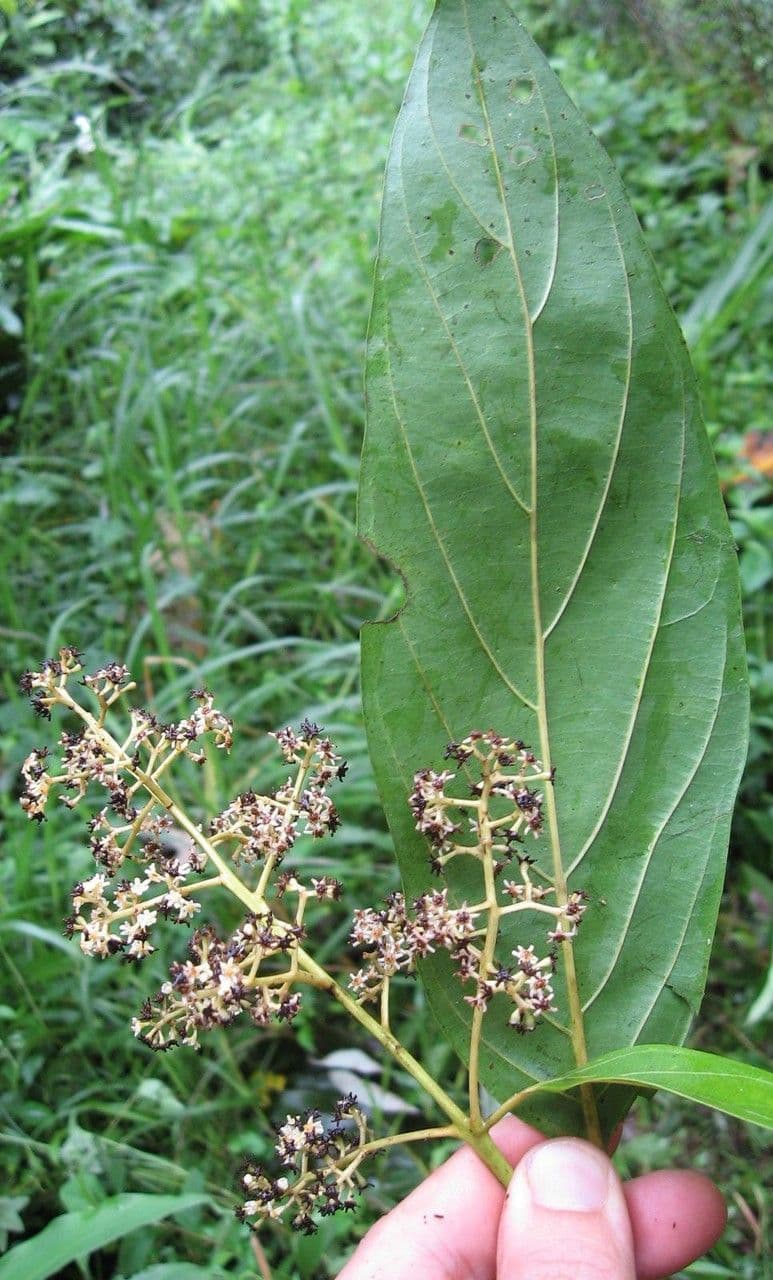 Nectandra 27