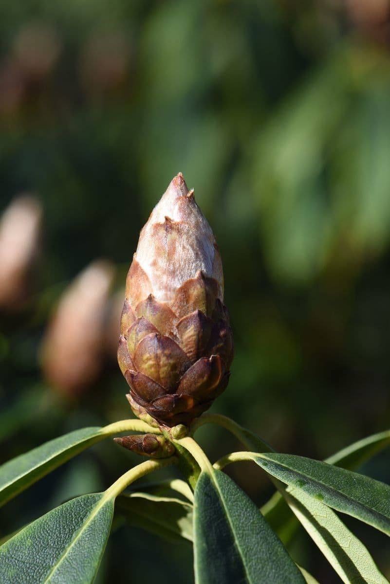 Różanecznik irroratum 13