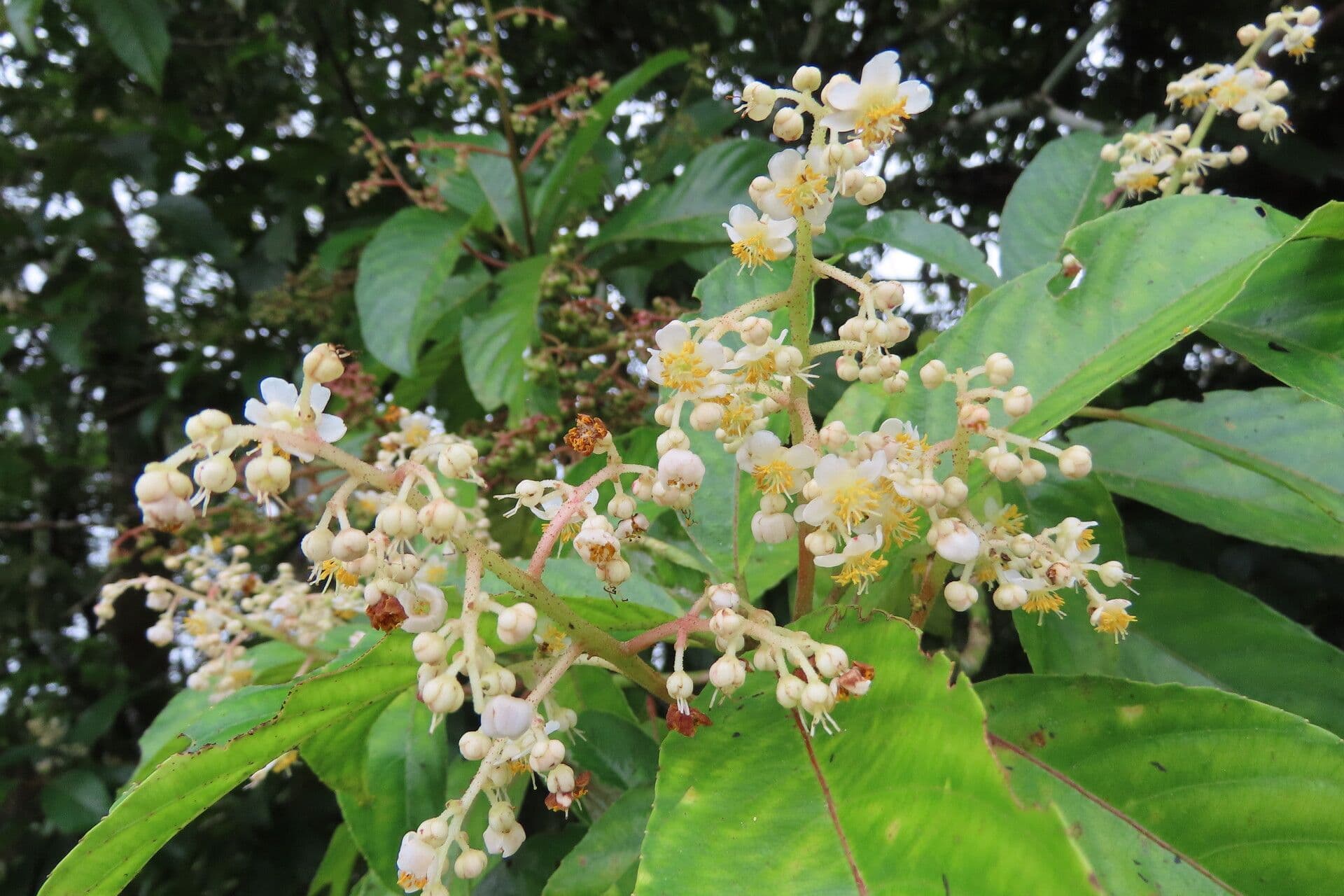 Saurauia 7