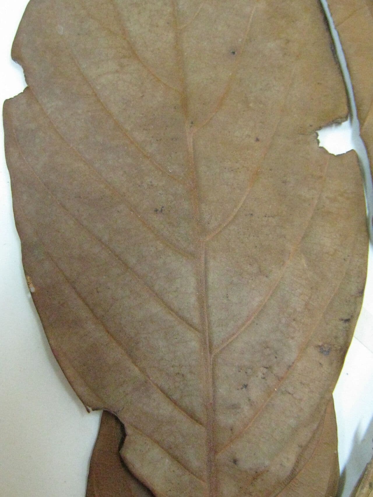 Nectandra 5