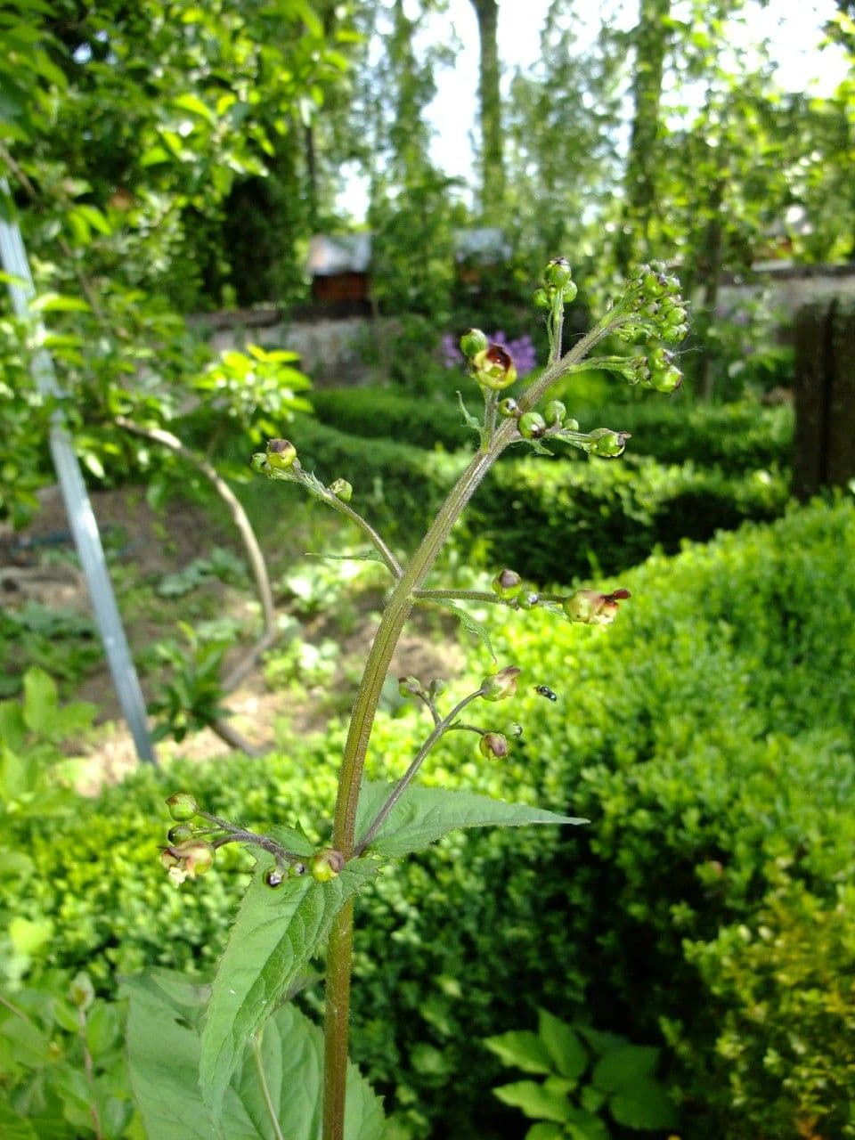 Escrofularia 27
