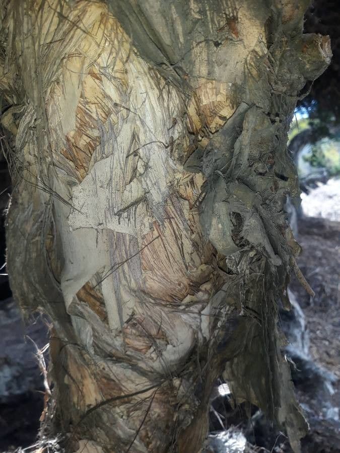 Melaleuca 23