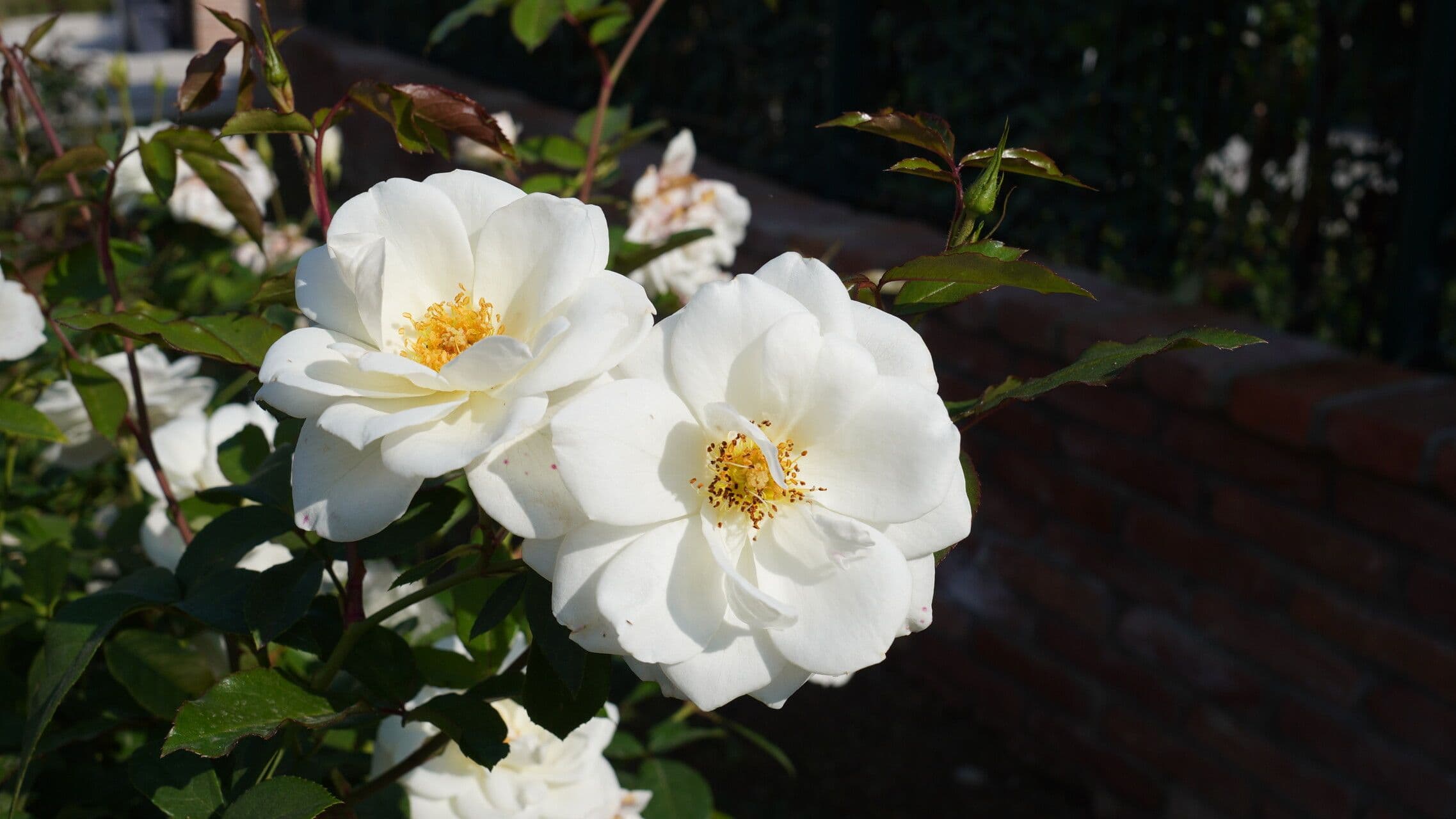 Rosa Cherokee 3