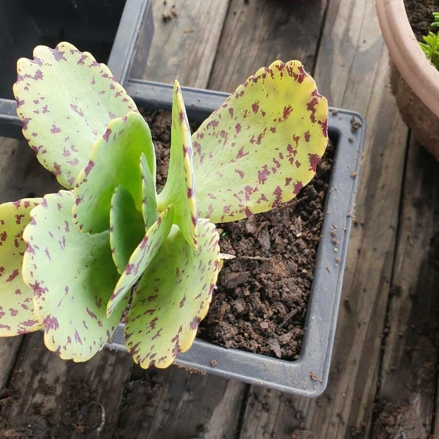 Kalanchoe 4