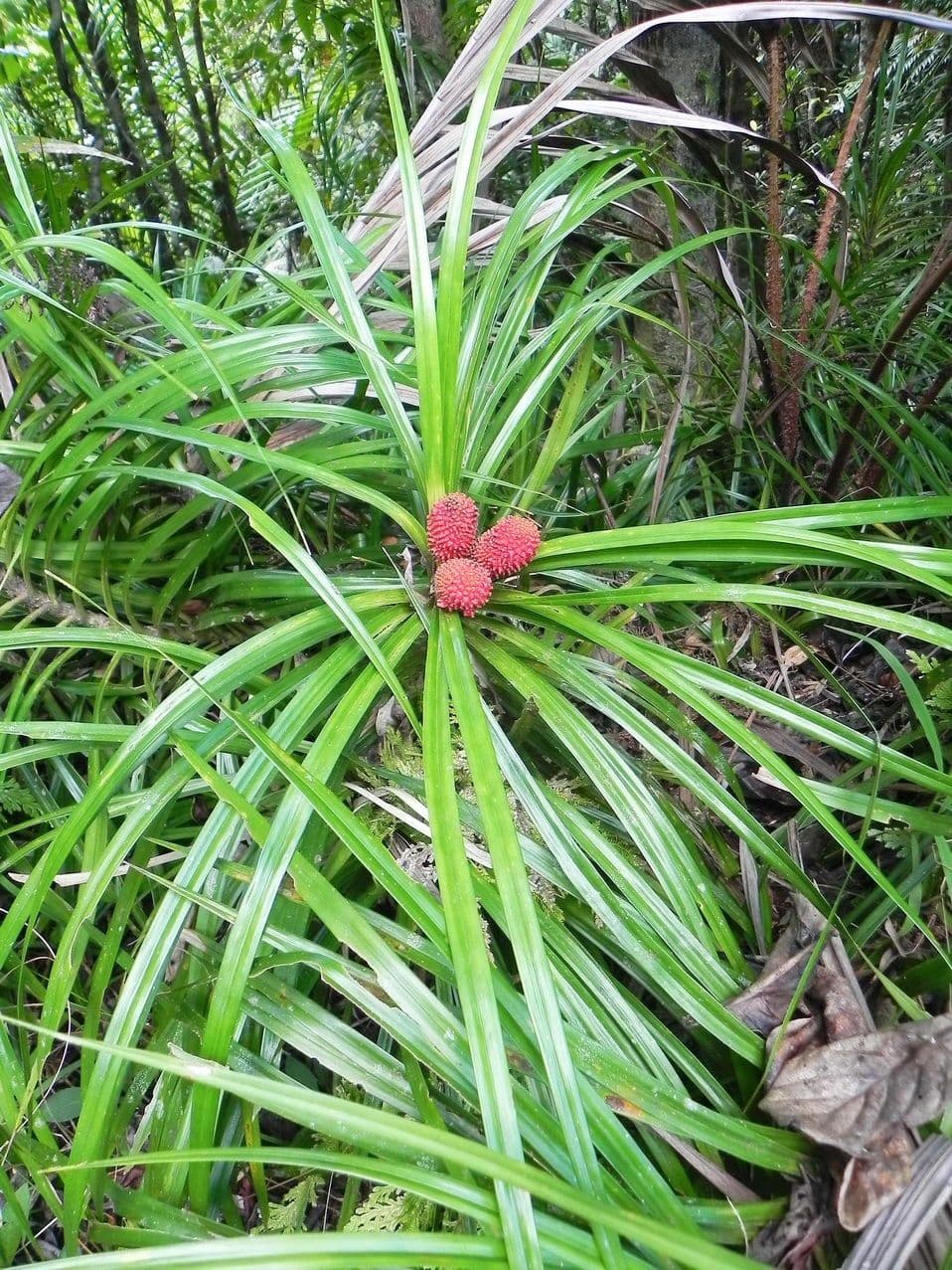 Freycinetia 7