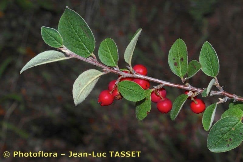 Cotonéaster commun 26