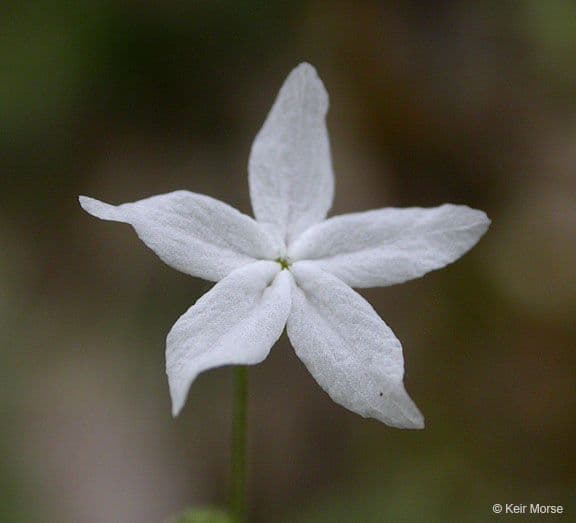 Lithophragma 2