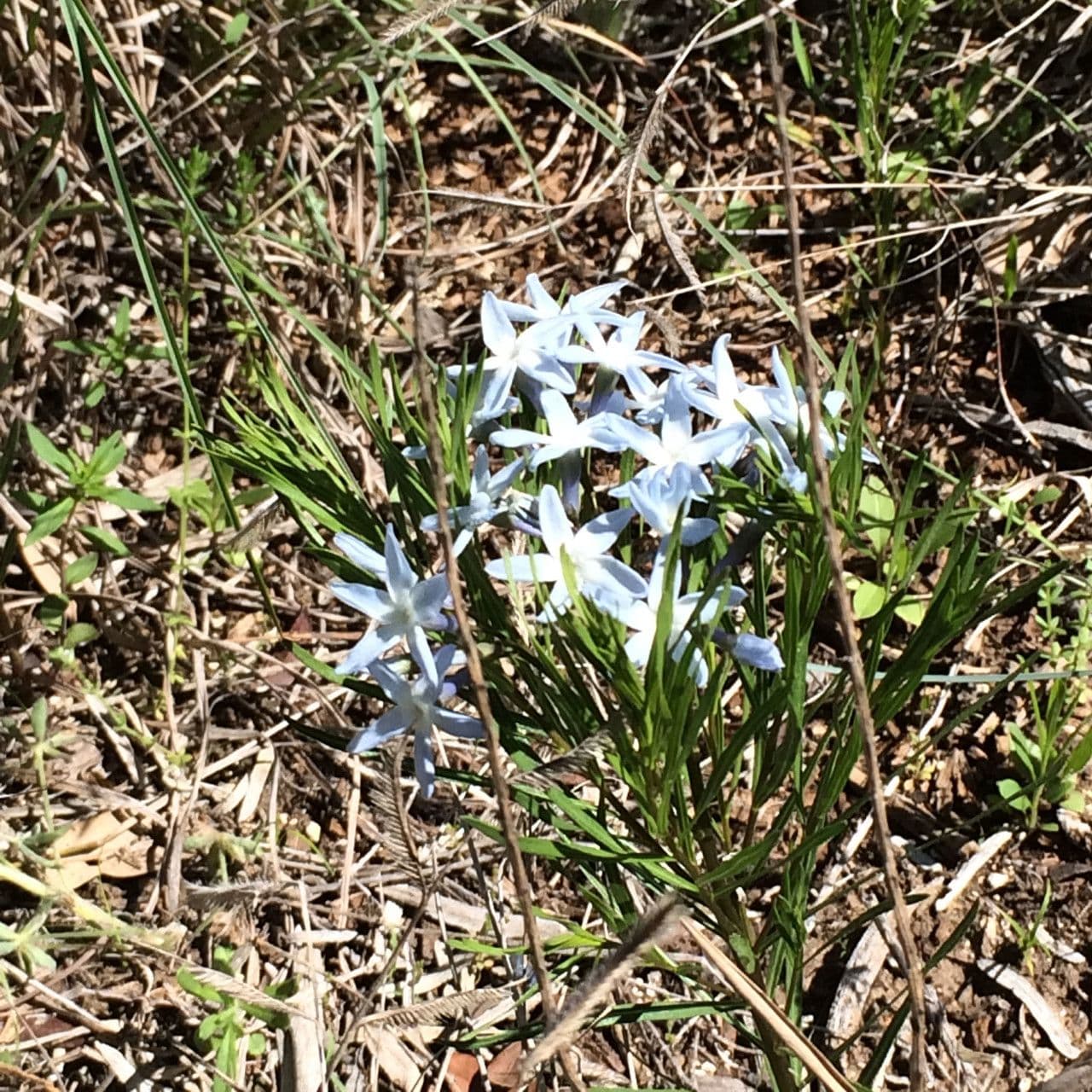 Amsonia cigliata 3
