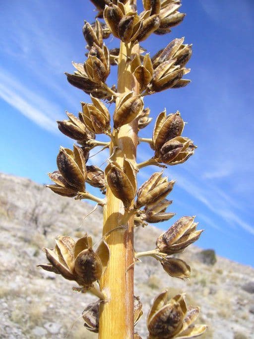 Utah-Agave 3