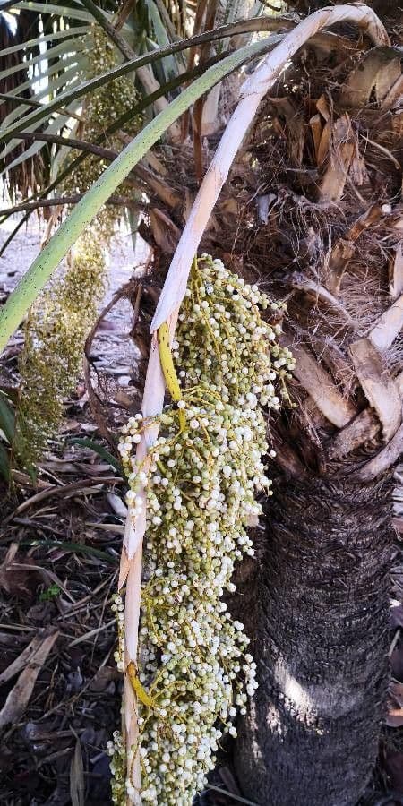 Thrinax