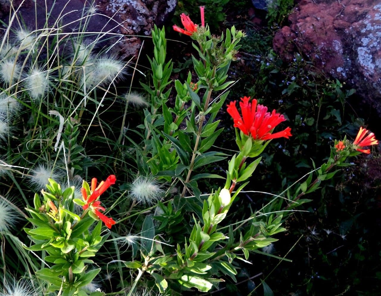 Bouvardia ternifolia 6