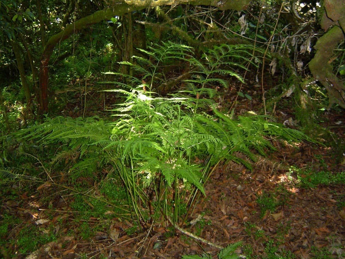 Pteris multifide 2